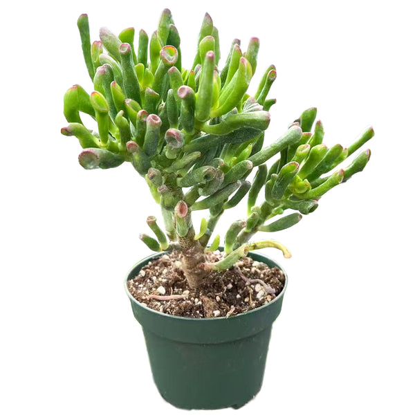 Crassula Ovata 'Gollum' (4 inch)(8-10" H)