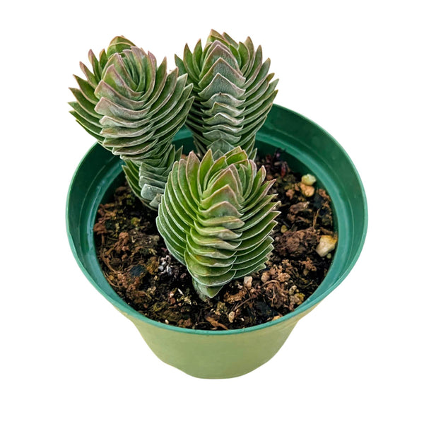 Crassula cv. Buddha's Temple (4 inch)