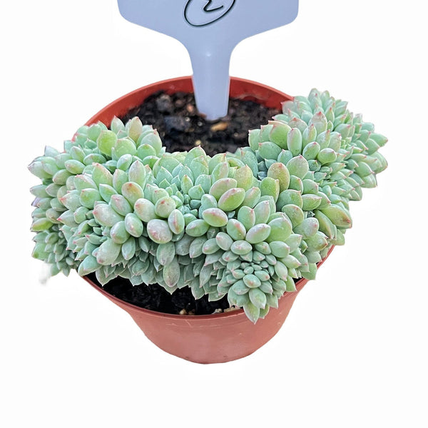 Crested Echeveria 'Chrissy N ryan' #2 (4 inch)(Limited)