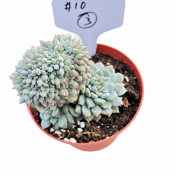 Crested Echeveria 'Chrissy N ryan' #3 (4 inch)(Limited)