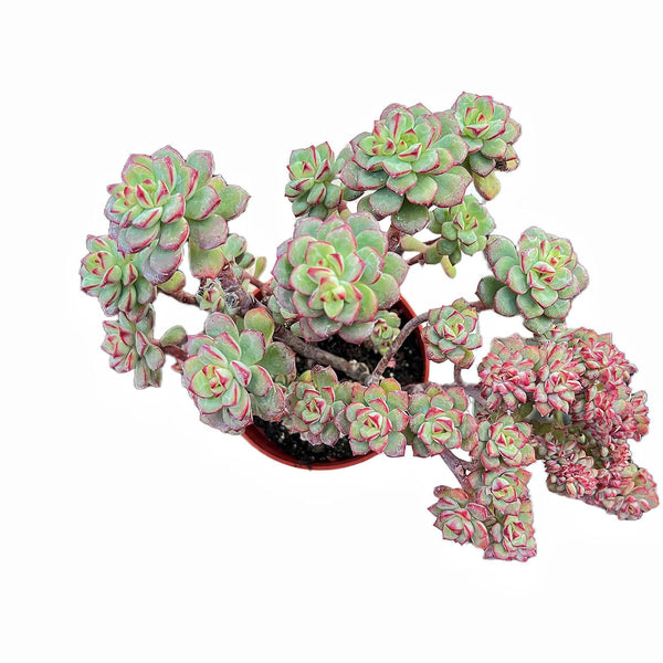 Crested Echeveria 'Tango' (4 inch)(Limited)