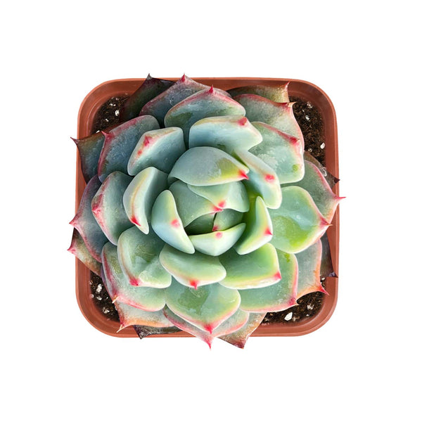 Echeveria Agavoides 'Angela Star'