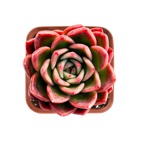 Echeveria Agavoides 'Callisto'