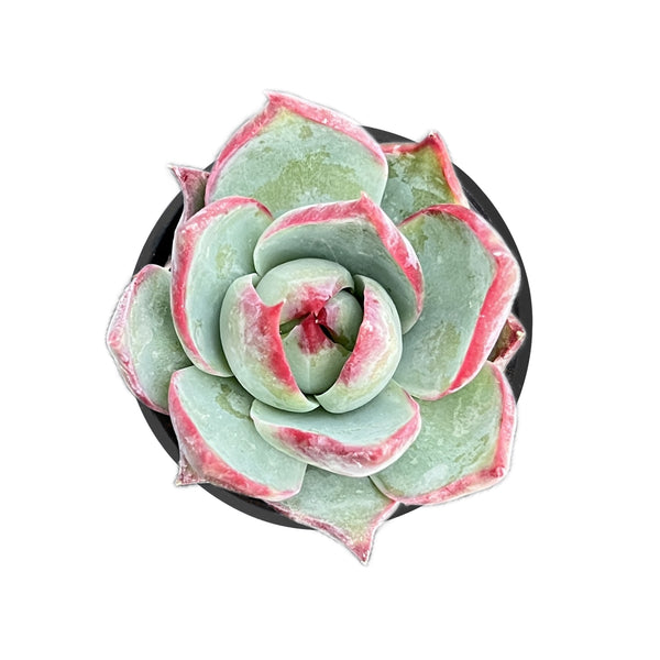 Echeveria Agavoides 'Casio'