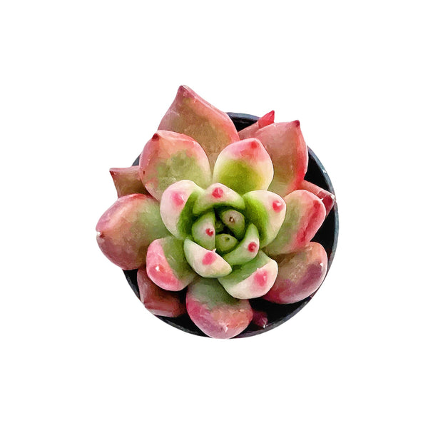 Echeveria Agavoides 'Frank Reinelt'