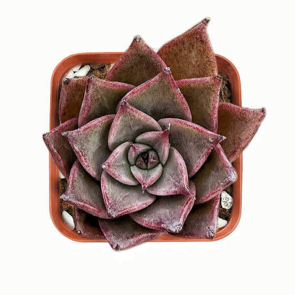 Echeveria Agavoides 'Gazelle'