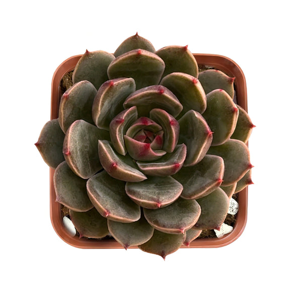 Echeveria Agavoides 'Santa Lewis'