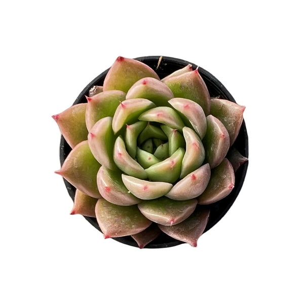 Echeveria Agavoides 'Spicy'