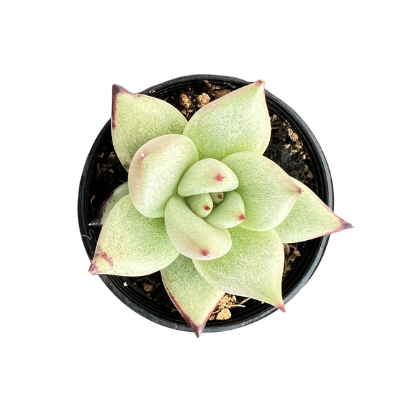 Echeveria Agavoides 'Ebony'