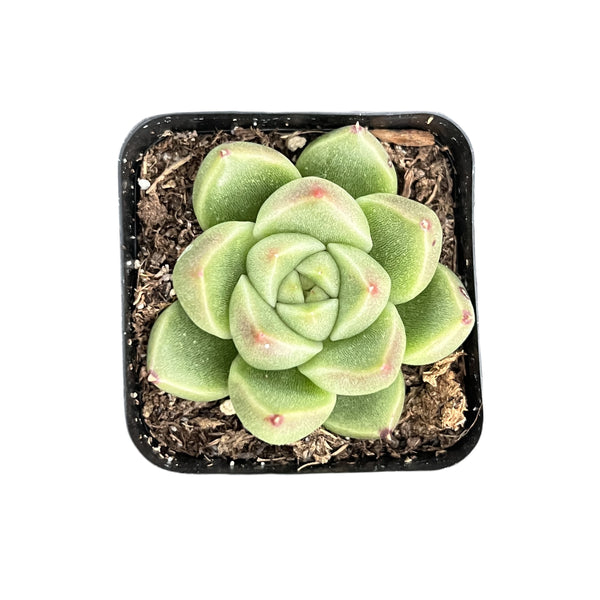 Echeveria Agrovoides 'Quaetz' / Echeveria 'Gold Quartz'