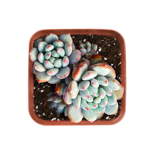 Echeveria Amoena Perote