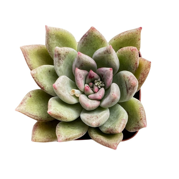 Echeveria Arje (Rare)