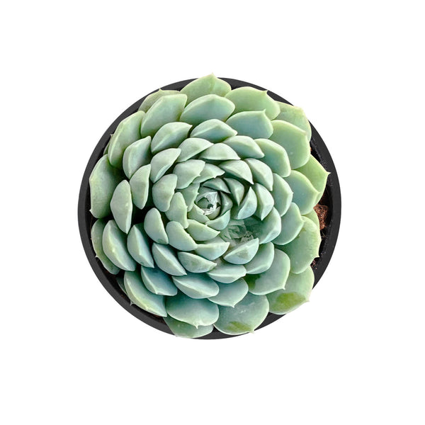 Echeveria 'Ball of Fat'