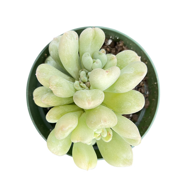 Echeveria Bill Gates sp. (4 inch)