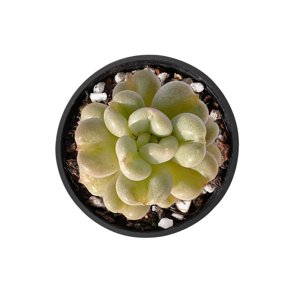 Echeveria Bill Gates sp.