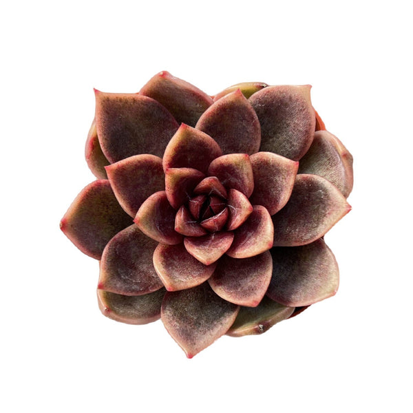 Echeveria 'Chocolate Mousse' (Rare)