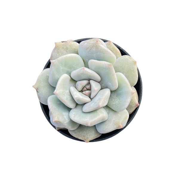 Echeveria Choux Cream / Echeveria 'Cream Puff'