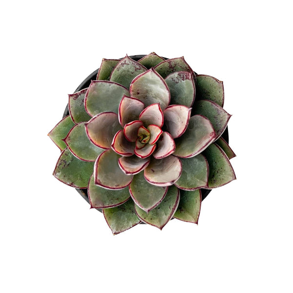 Echeveria Cinderella