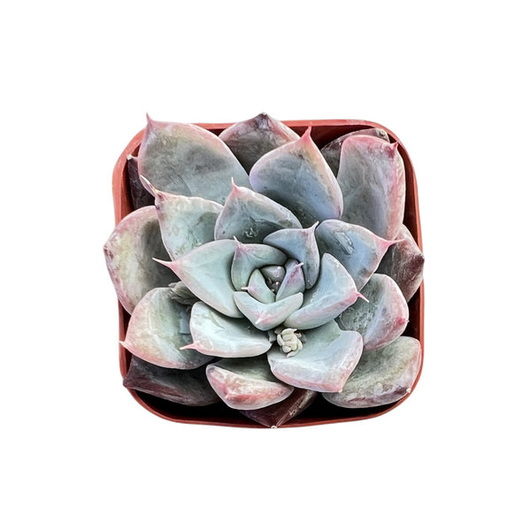 Echeveria Colorata x Laui