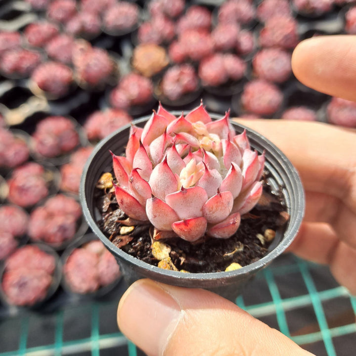 echeveria-cuspidata-tough-japanese-red-succulents