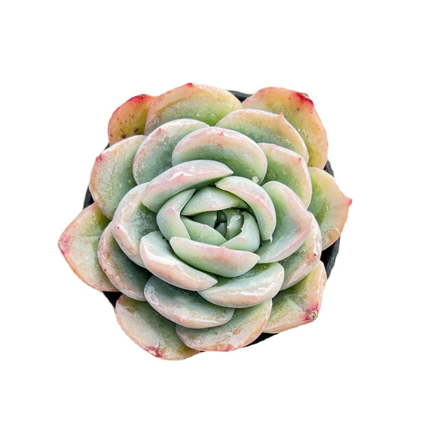 Echeveria 'Falling Cherry Blossoms'