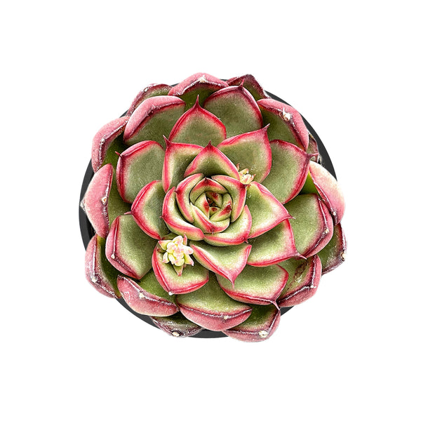 Echeveria Firefly