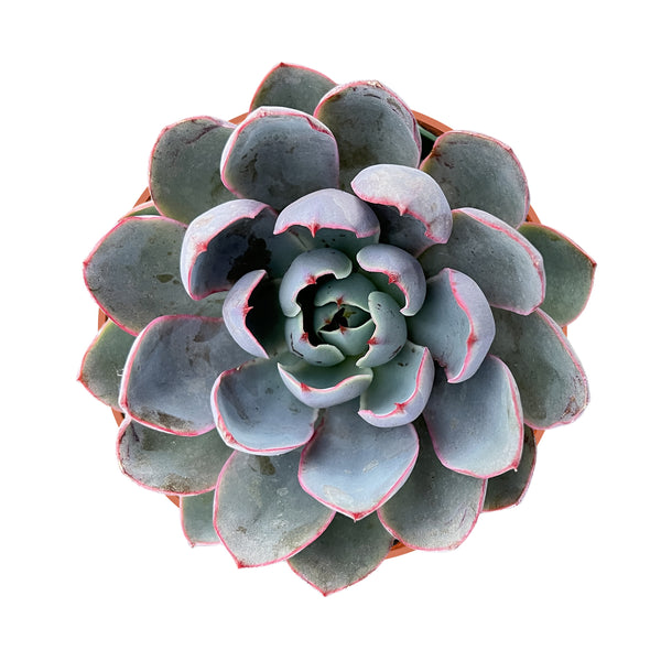 Echeveria Hera (4 inch)