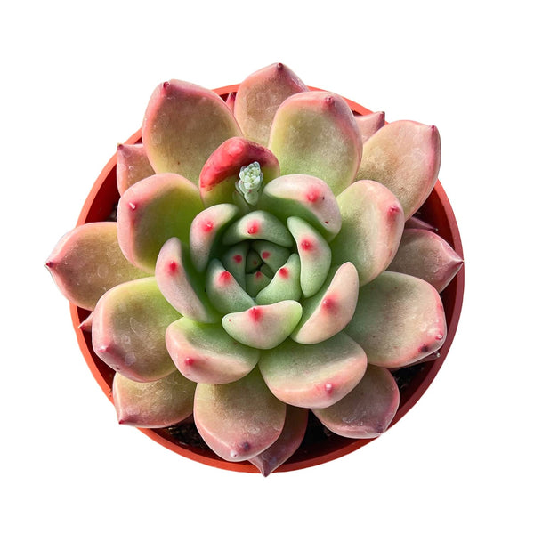 Echeveria 'Honey Pink' (4 inch)