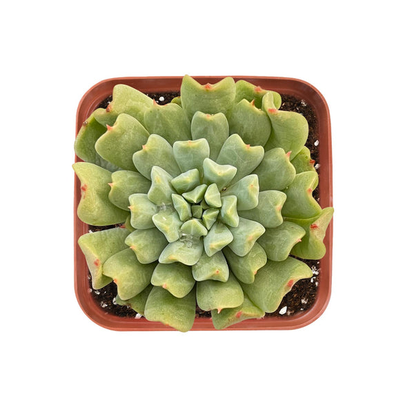 Echeveria 'Irish Mint'