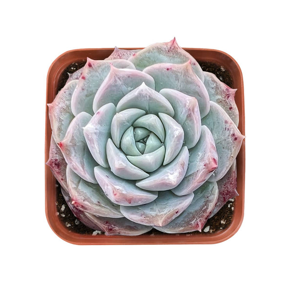 Echeveria 'Laulindsayana'