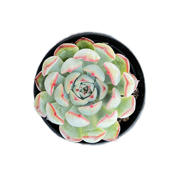 Echeveria Linde Anna