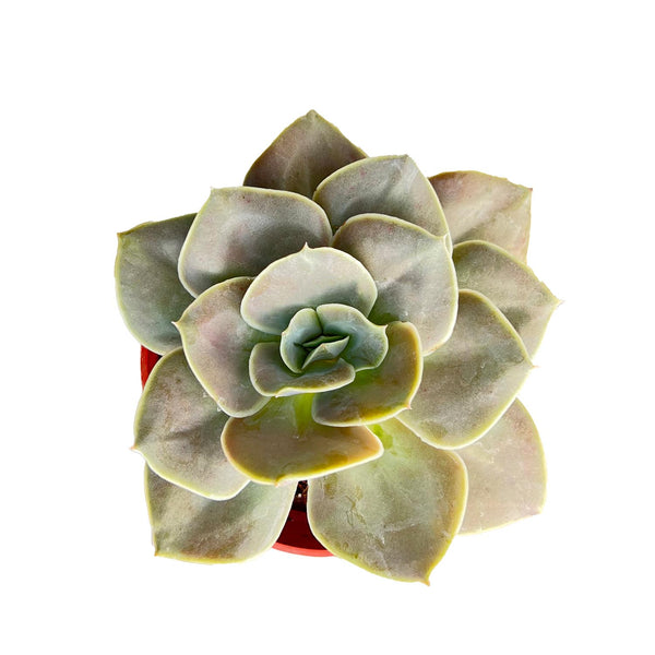 Echeveria 'Lolita' (4 inch)