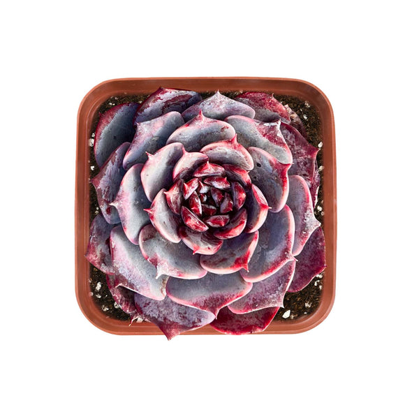 Echeveria Lovely Bear