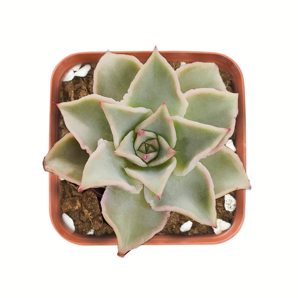 echeveria-madiba