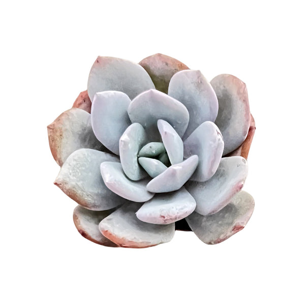 Echeveria 'Matcha Cake' (Rare)