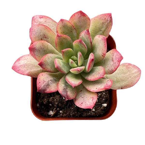 Echeveria ‘Minibelle’ Variegated