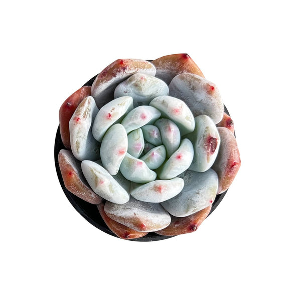 Echeveria Monroe