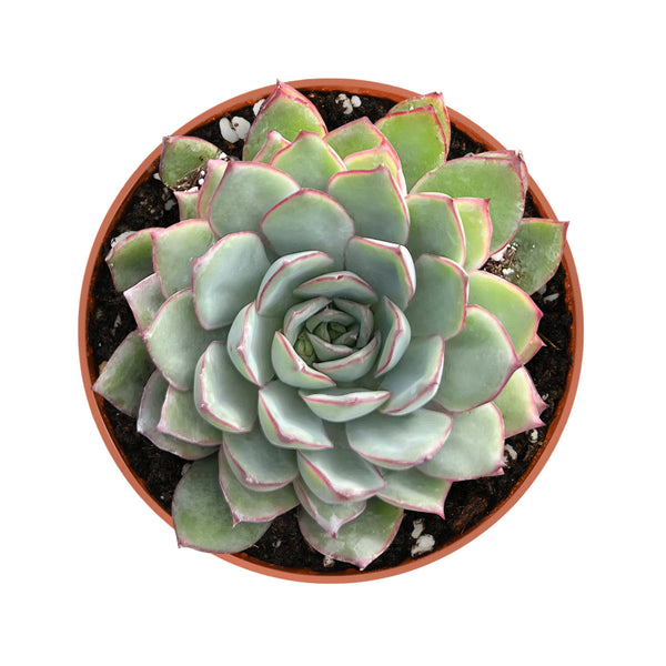 Echeveria Moon Gad varnish (4 inch)