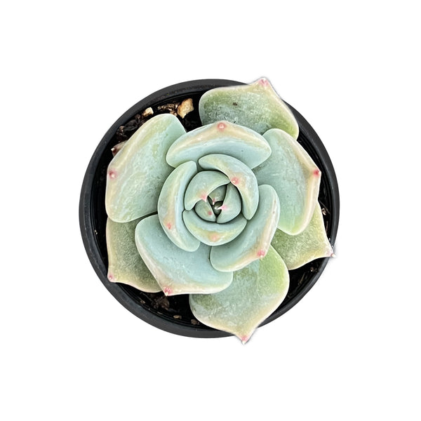 Echeveria 'PikaChu'