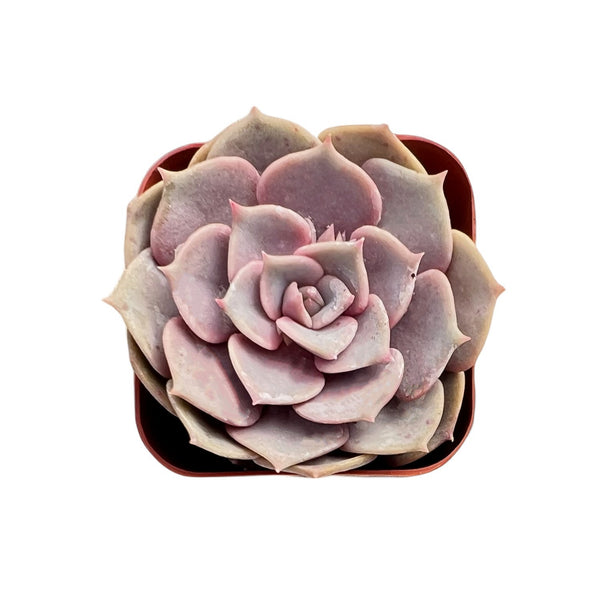 Echeveria Pink Butterfly