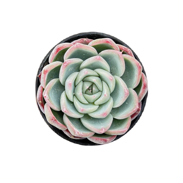 Echeveria 'Pink Crystal'