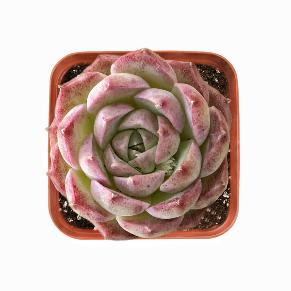 Echeveria 'Pink Queen'