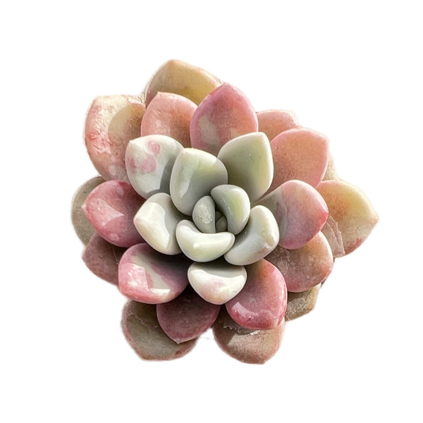 Echeveria Pink Spots