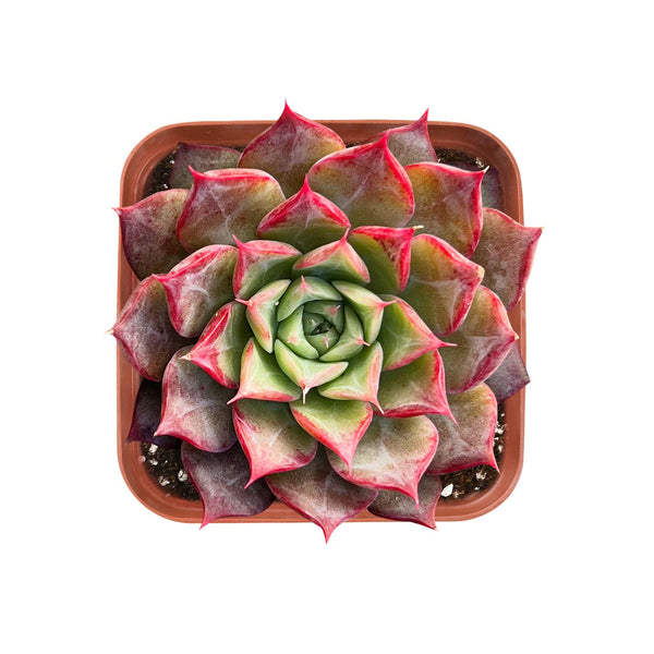 Echeveria Qiandao Lake