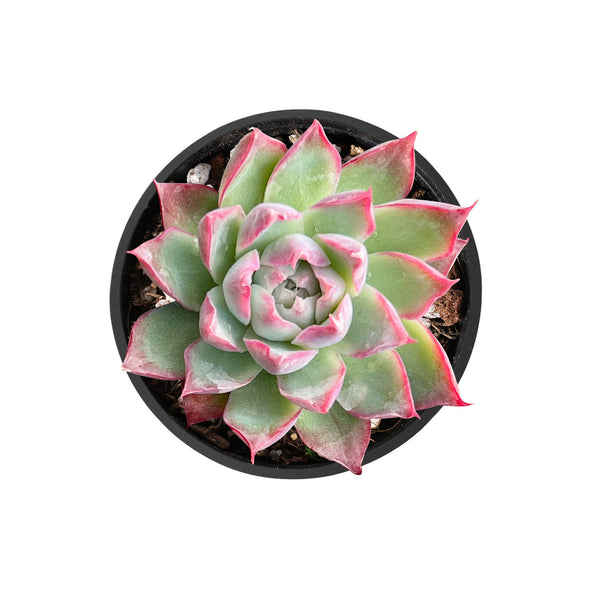 Echeveria Queen Rose (Rare)