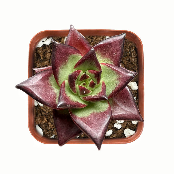 Top-view-of-Echeveria-Red-Knight-Red-Ebony