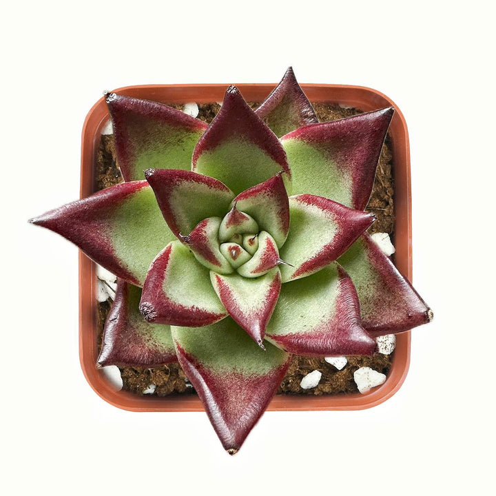 Top-view-of-Echeveria-Red-Knight-Red-Ebony