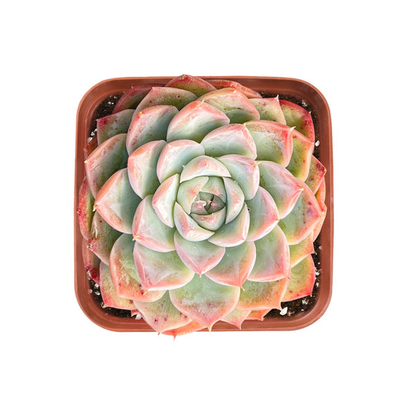 Echeveria 'Red Line Queen'