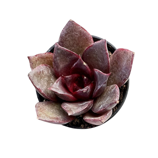 Echeveria 'Red Rose'