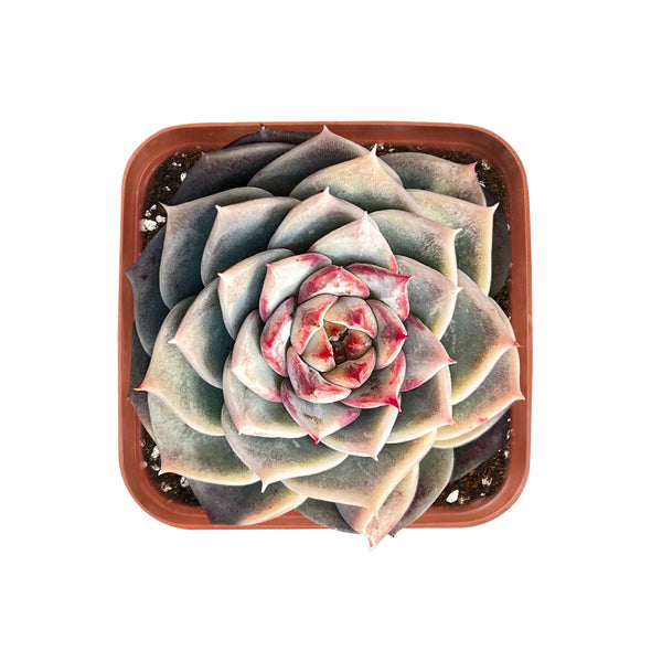 Echeveria 'Red Velvet' Sugar Heart